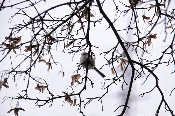 Petit oiseau moineau assis sur l'arbre sans feuilles d'hiver — Photo