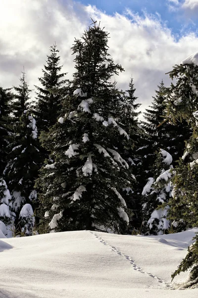 Snow covered spruce by the forest with the rabbit traces — Stock Photo, Image