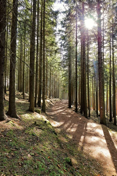 Forest with tall trees and curved road against sun