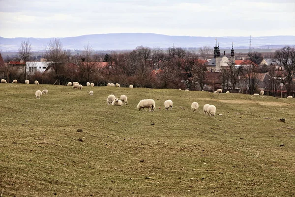 Faliste trawy pastwiska z niektóre białe owce przez odległe miasto — Zdjęcie stockowe