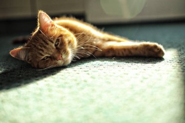 Yeşil halı döşeme ve nictating bej kedi