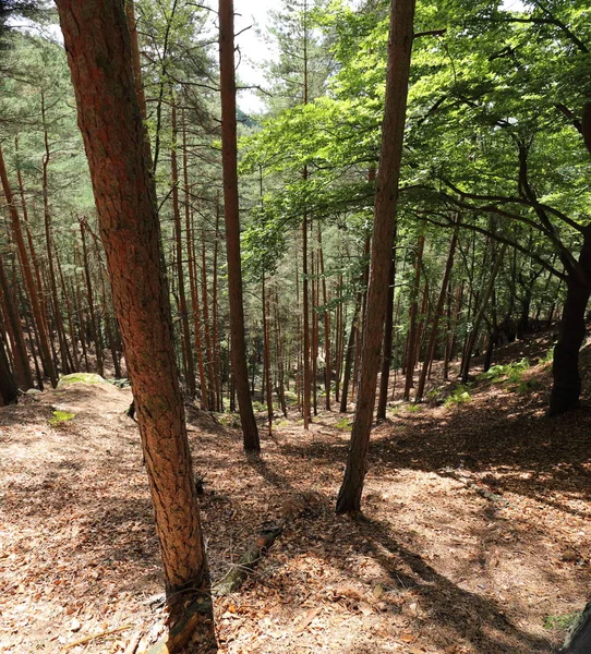 Tengah bukit-bukit hutan curam — Stok Foto