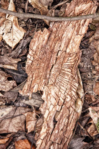 Kora drzewa z sposobów drewna robak — Zdjęcie stockowe