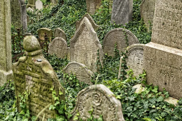 Jüdischer Friedhof Gräber mit Efeu-Beeren bedeckt — Stockfoto