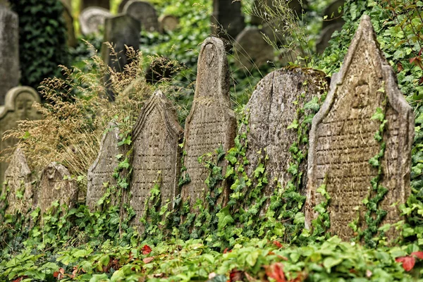 Historic Jewish cemetery tombstones in green ivy-berry — Stock Photo, Image