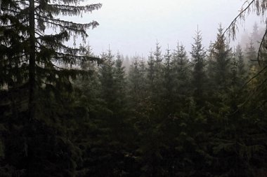 Güçlü sis orman ağaçlarının tepesinde