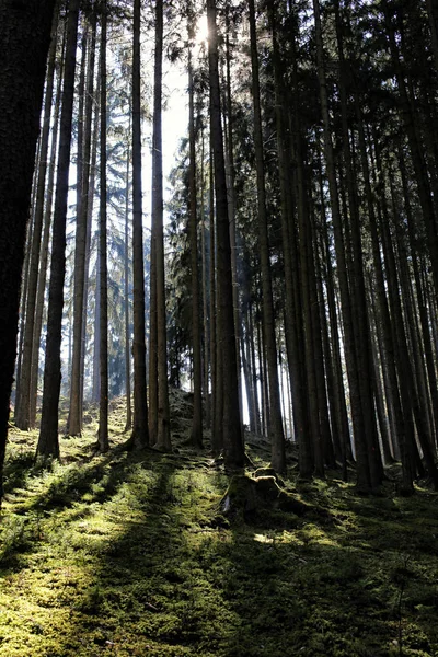 Deep forest tall trees above the green ground