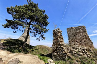 Duvar kalıntıları ve çam ağacı ile Stary Jicin kale kalıntıları