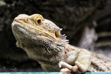 Iguana başının detay portresi