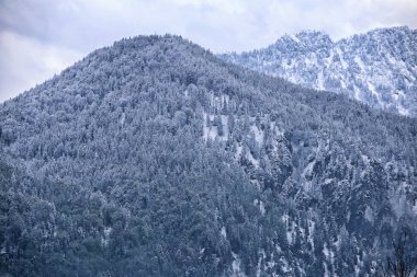 Tepelerde ve kayalarda karlı ağaçlar