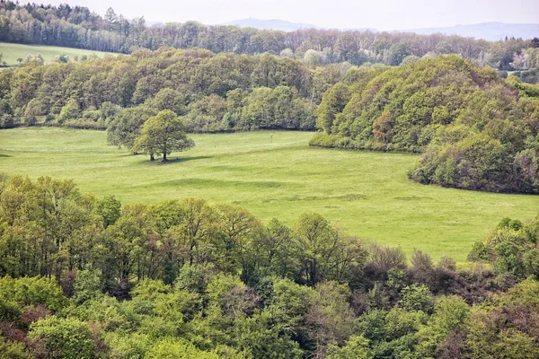 Bomen op de gras weide — Stockfoto