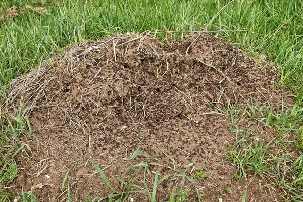 Μεγάλο λόφο με μυρμήγκια που καλύπτονται από καλαμάκια — Φωτογραφία Αρχείου
