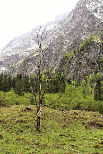 Árvore morta no vale alpino no final da primavera — Fotografia de Stock