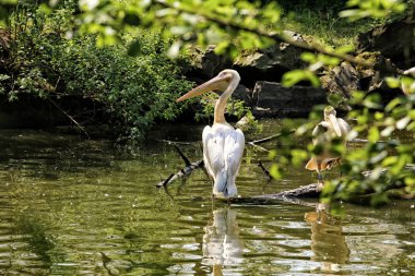 Büyük beyaz Avustralya pelikan şube ayakta 