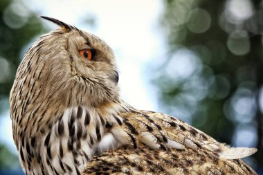 Vücuduna bakan büyük baykuş portresi