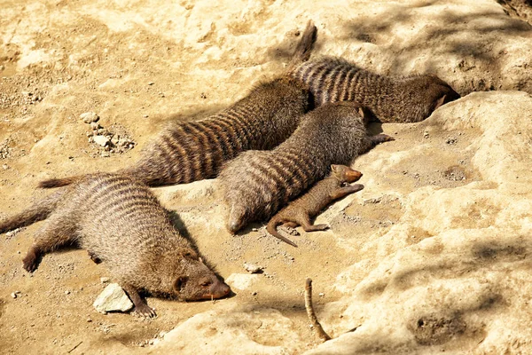 Famille de mangoustes recuites posées sur le sable — Photo