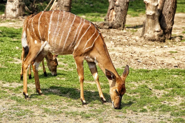 Antilope femelle avec des lignes blanches sur le corps — Photo