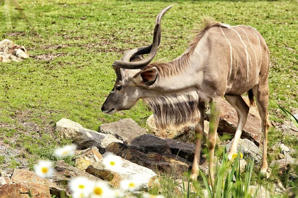 Nyala macho (antílope) de pie sobre el pasto — Foto de Stock