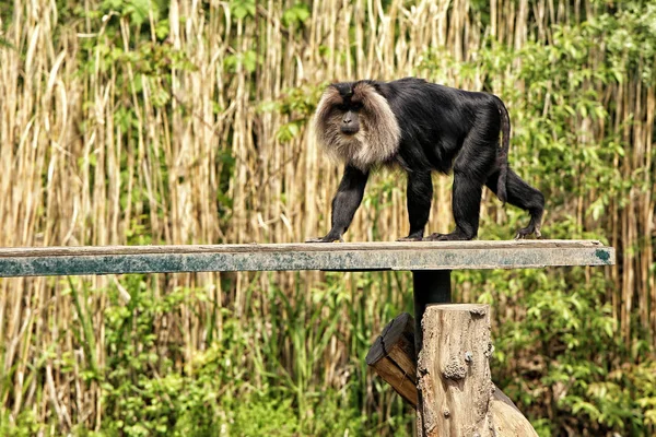 Singe noir avec crinière de lion sur le pont étroit — Photo