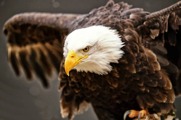 Торс американского орла с расправленными крыльями — стоковое фото