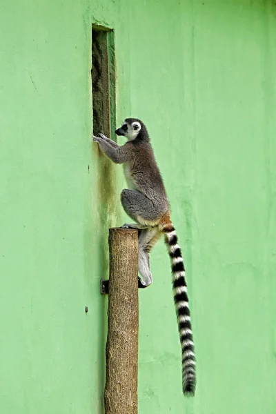 Lémur grande con cola muy larga en el poste junto a la ventana — Foto de Stock