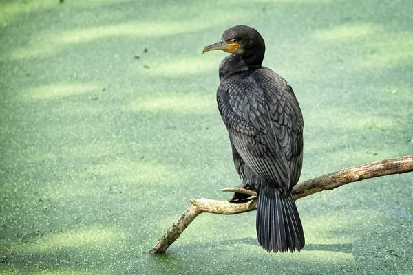 Large black Australian bird sitting on the wooden stick — Stock Photo, Image