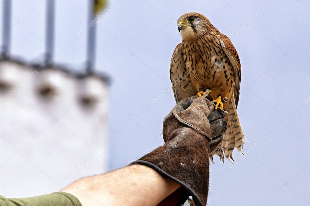 Kestrel sitting on the bird-fanciers glove