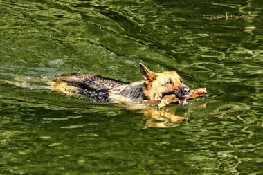 Alman çoban köpeği sopa ile yüzme