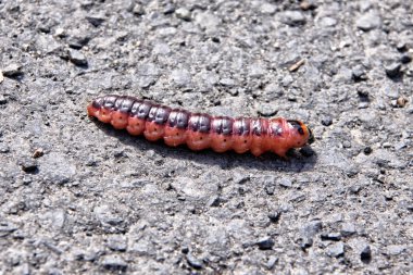 Asfalt yolda büyük yağlı turuncu-kırmızı tırtıl