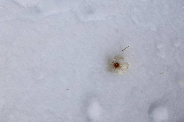 Karda tek ağaç çiçeği