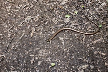 Yerde tek bronz slowworm