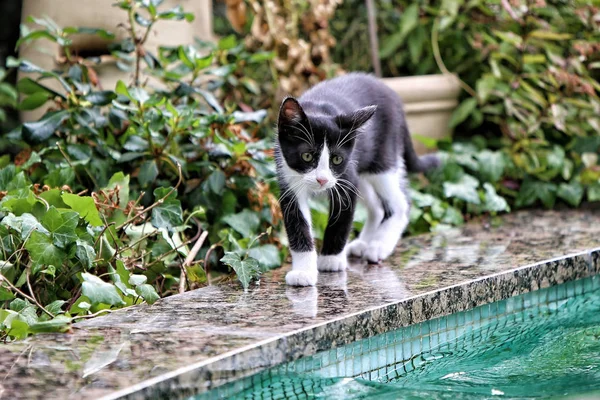 Piccolo gattino sul bordo della piscina — Foto Stock
