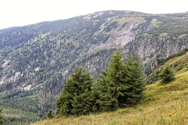 Spruces i trawa na wzgórzu przez szczyty gór — Zdjęcie stockowe