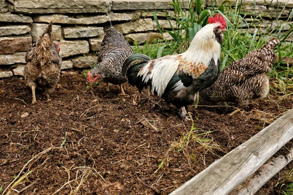 Cock and three hens on dunghill — Stock Photo, Image