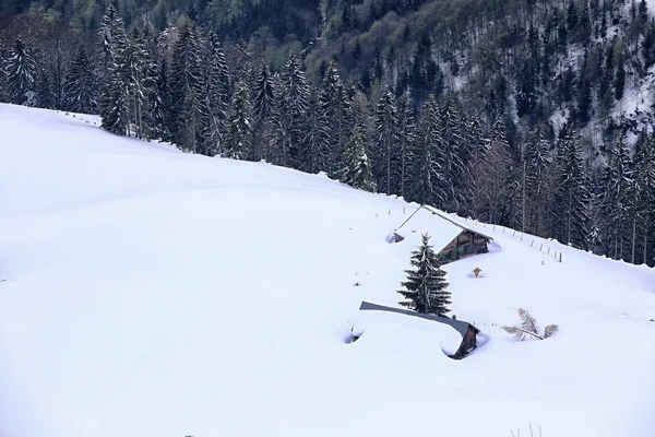 Letecký pohled na Apline chaty pokryté sněhem lesem — Stock fotografie