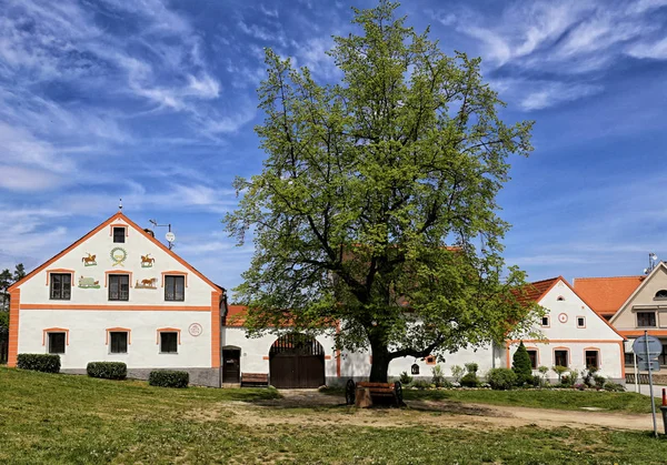 Bauernhof in Holasovice mit dem großen Baum — Stockfoto