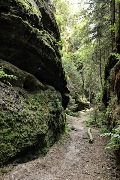 Tenang lulus antara lumut tertutup batu di hutan — Stok Foto