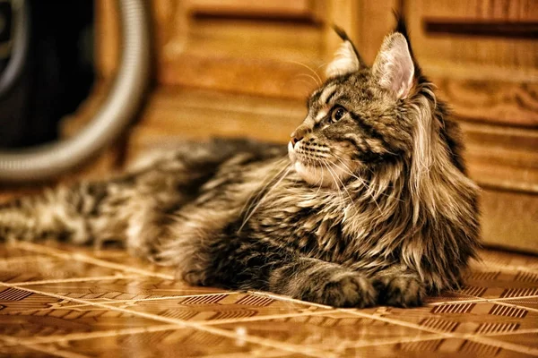 Gatto domestico molto peloso che posa sul pavimento coltivato — Foto Stock