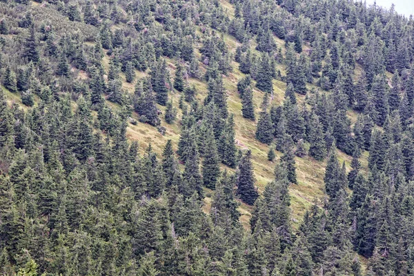 Bosque de abeto distante en la colina empinada — Foto de Stock