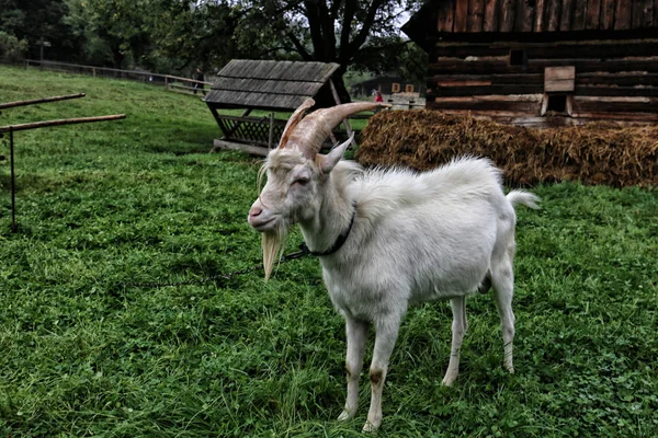 Cabra branca peluda com grandes cotações no pasto — Fotografia de Stock