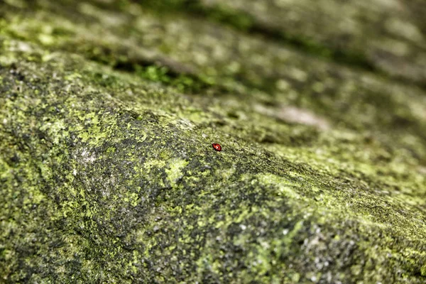 Mały czerwony błąd na zielonym mech pokryte kamienia — Zdjęcie stockowe