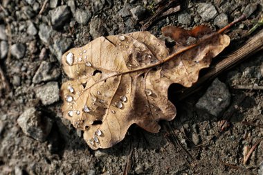 Kirli toprağa temiz su damlatan tek bir kahverengi yaprak.