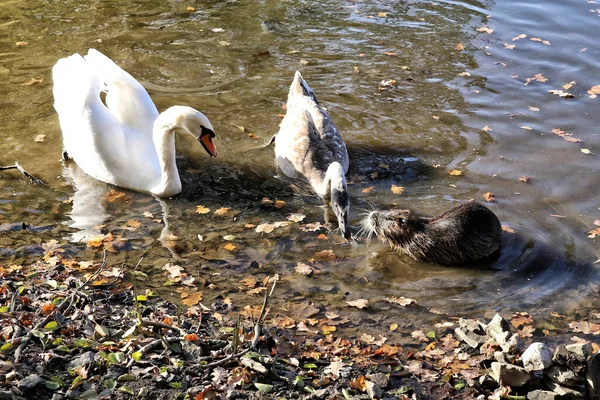 Cisne Adulto Jovem Grandes Coypu Margem Rio — Fotografia de Stock