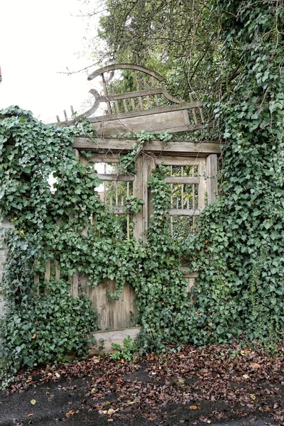 Old Broken Wooden Gate Climbing Green Plant — Stock Photo, Image