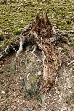 Tepenin yamacında kırık bir kütük ve arka planda yeşil yosun var.