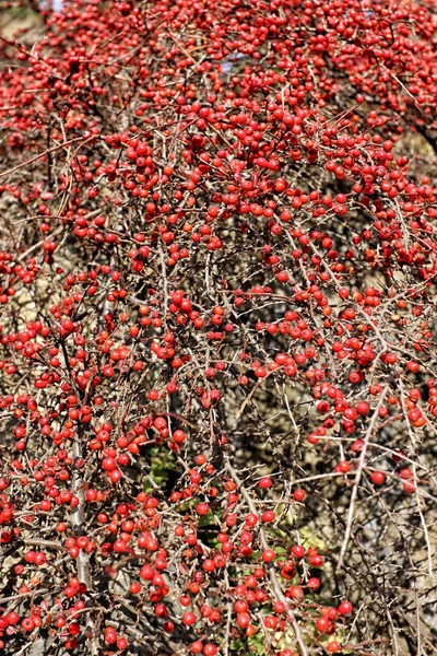 Plenty Red Berries Brown Bush — Stock Photo, Image