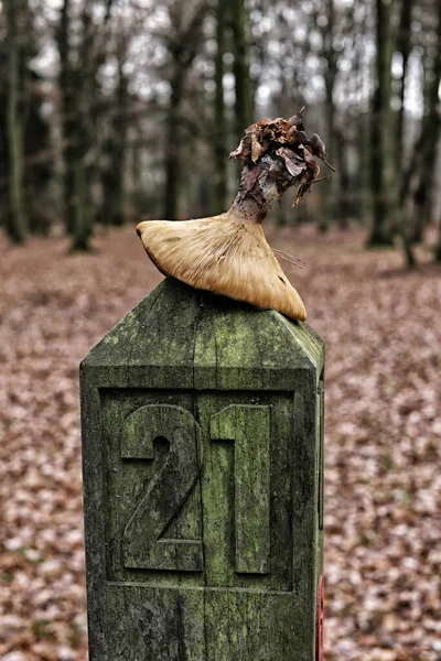 Großer Gedrechselter Pilz Auf Der Holzstange Mit Der Nummer — Stockfoto