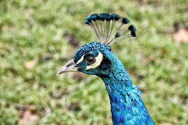 Detalle Cabeza Pavo Real Azul Con Corona Azul Ojo Marrón —  Fotos de Stock