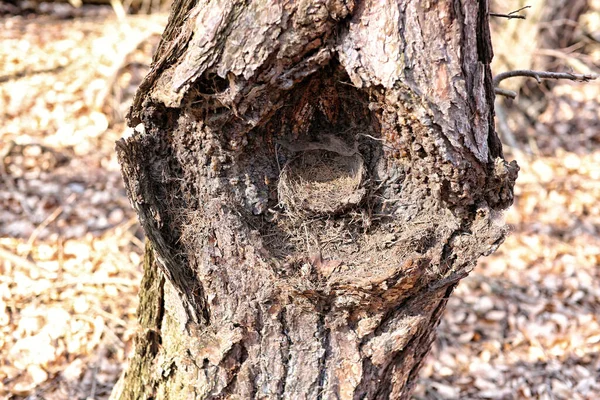 Pequeñas Aves Herbáceas Anidan Árbol Carioso — Foto de Stock