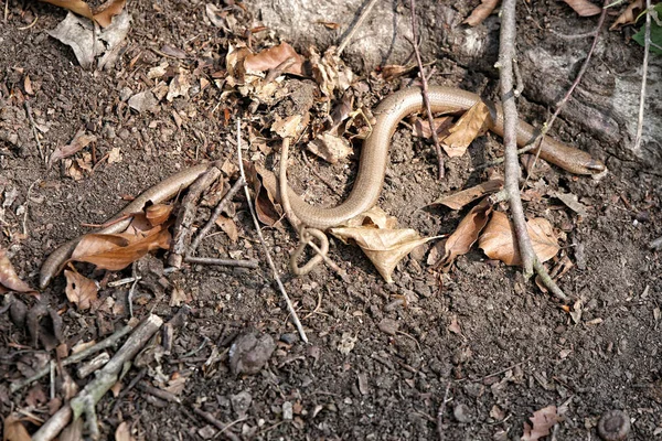 Lange Gebogen Bruine Grasslang Vuil Gebladerte — Stockfoto